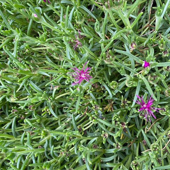 Meet your Posher, Wendy - Picture 3 of 4